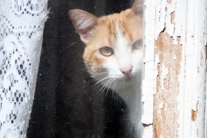 gatodelbarriosagradocorazón Lisboa 2017 1