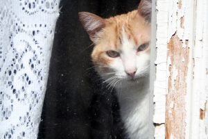 gatodelbarriosagradocorazón Lisboa 2017 2