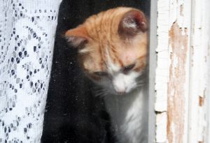 gatodelbarriosagradocorazón Lisboa 2017 3